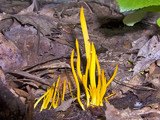 Clavulinopsis fusiformis image