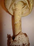 Amanita banningiana image