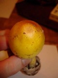 Amanita banningiana image