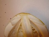 Amanita banningiana image