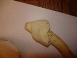 Amanita banningiana image