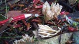 Clavulina coralloides image