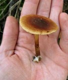 Pholiota multicingulata image