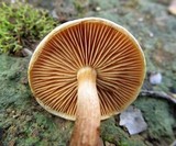 Pholiota multicingulata image