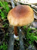 Pholiota multicingulata image