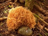 Ramaria botrytoides image