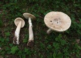Amanita lividopallescens image