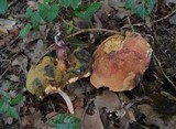 Boletus queletii image