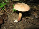 Boletus chrysenteron image