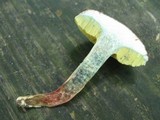 Boletus chrysenteron image