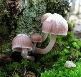 Mycena clarkeana image