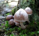 Mycena clarkeana image