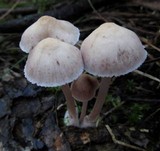Mycena clarkeana image