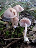 Mycena clarkeana image