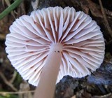 Mycena clarkeana image