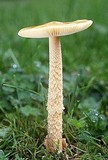 Amanita crocea image