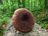 Lactarius quietus image