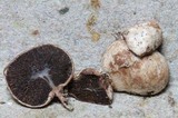Austrogautieria clelandii image