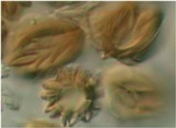 Austrogautieria clelandii image