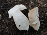Tylopilus felleus image