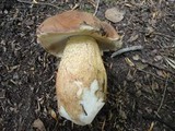 Tylopilus felleus image