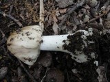 Amanita brunnescens image