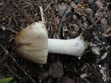 Amanita brunnescens image