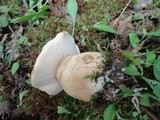 Tylopilus felleus image