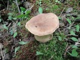 Tylopilus felleus image
