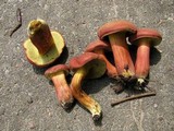 Boletus rubellus image