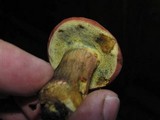 Boletus rubellus image