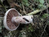 Lactarius subpurpureus image