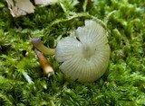 Chromosera cyanophylla image