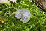 Chromosera cyanophylla image