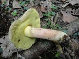 Caloboletus inedulis image