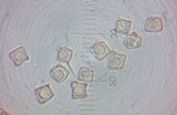 Inocephalus murrayi image
