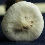 Melanoleuca verrucipes image