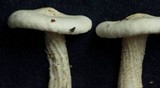Melanoleuca verrucipes image