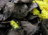 Fuligo septica image