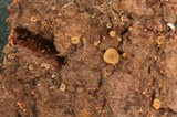 Orbilia delicatula image