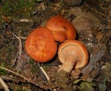 Lactarius peckii image