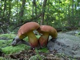 Boletochaete bicolor image