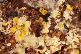 Orbilia delicatula image