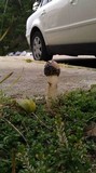 Phallus hadriani image