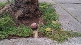 Phallus hadriani image