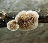 Crepidotus variabilis image