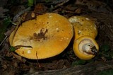 Russula ochroleucoides image