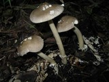 Amanita borealisorora image
