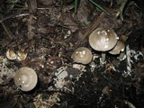 Amanita borealisorora image