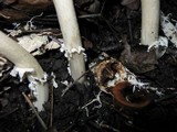 Amanita borealisorora image